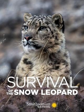 /uploads/images/survival-of-the-snow-leopard-thumb.jpg